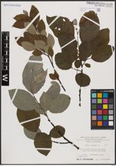 Foto von Salix caprea L.